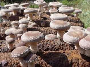 市场上买的蘑菇真有甲醛吗