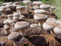 市场上买的蘑菇真有甲醛吗