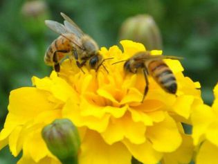进入花粉高峰期，花粉过敏怎么办