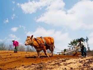镜头丨春好正是耕种时