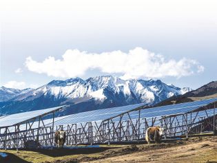 全面绿色转型 建设美丽中国丨多能"同舞" 牧光共生