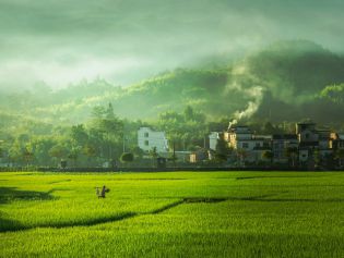 镜头丨盛夏伊始 万物葱郁