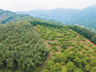 深度关注丨以产业富民促振兴